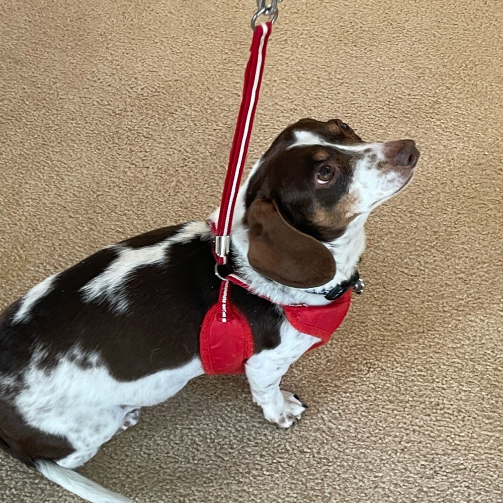 Dogo easily go Hawaiian harness. Size Large with matching leash. - Picture 8 of 8